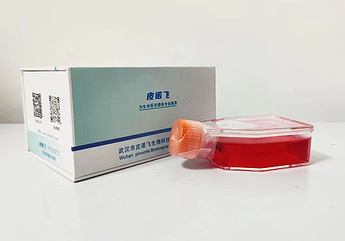 769-P人腎細(xì)胞腺癌細(xì)胞（STR鑒定正確）