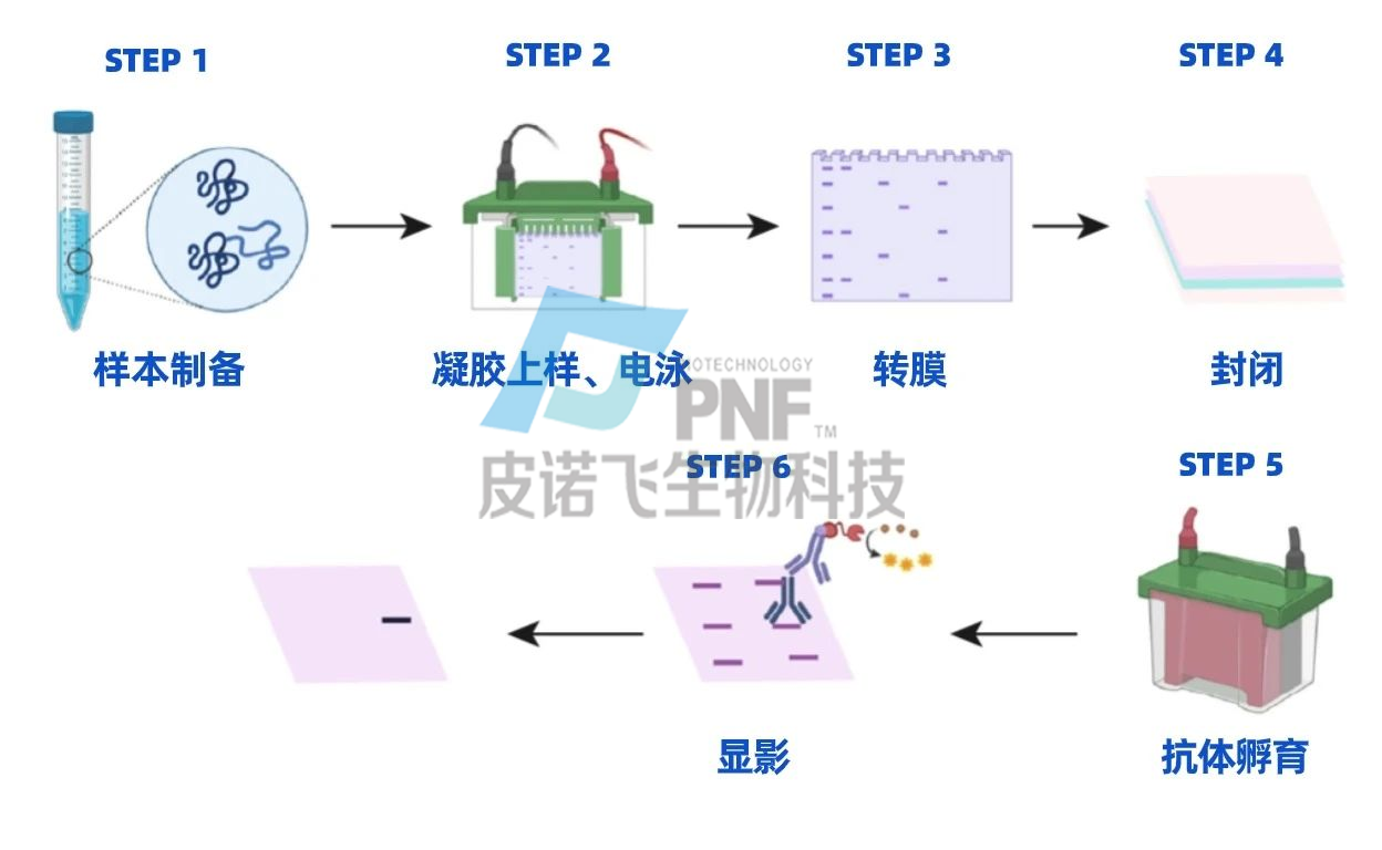 WB常見條帶問題解答-WB實驗一般流程